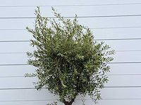 Olijfboom andalucia l - olea europaea - ca. 50 jaar oud - hoogte ca. 250 cm - afbeelding 4 van  5