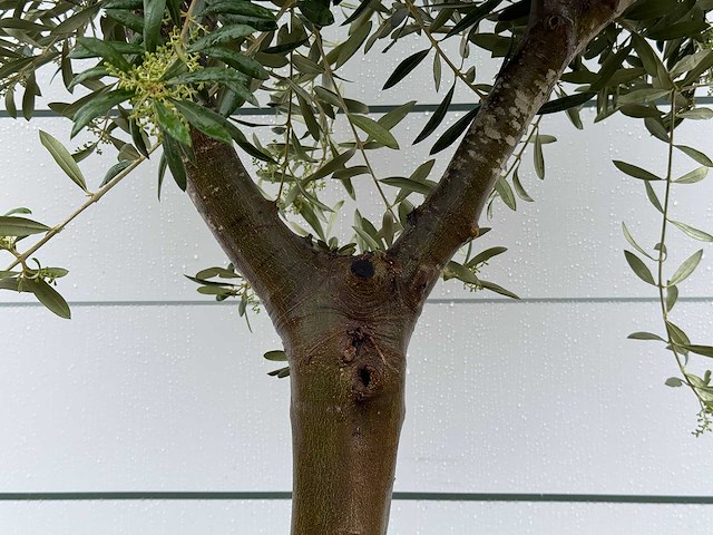 Olijfboom andalucia l - olea europaea - ca. 50 jaar oud - hoogte ca. 250 cm - afbeelding 5 van  5