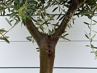 Olijfboom andalucia l - olea europaea - ca. 50 jaar oud - hoogte ca. 250 cm - afbeelding 5 van  5