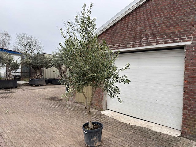 Olijfboom andalucia l - olea europaea - hoogte ca. 250 cm - afbeelding 2 van  7