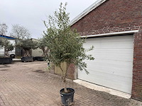 Olijfboom andalucia l - olea europaea - hoogte ca. 250 cm - afbeelding 2 van  7