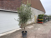 Olijfboom andalucia l - olea europaea - hoogte ca. 250 cm - afbeelding 3 van  7
