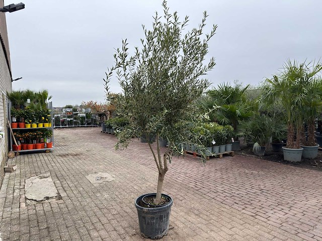 Olijfboom andalucia l - olea europaea - hoogte ca. 250 cm - afbeelding 4 van  7