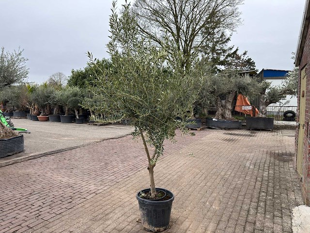 Olijfboom andalucia l - olea europaea - hoogte ca. 250 cm - afbeelding 5 van  7