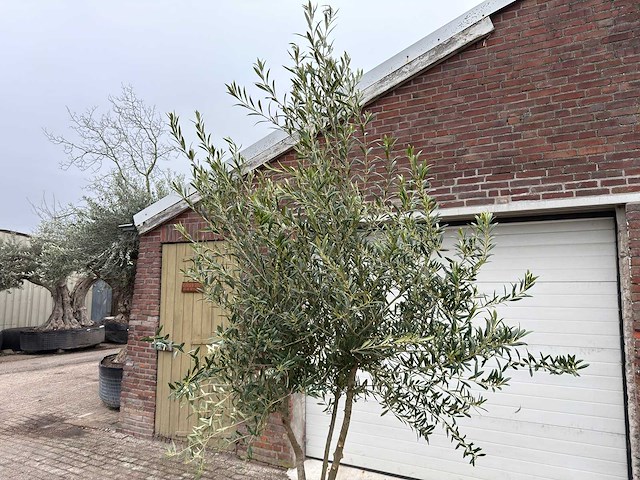 Olijfboom andalucia l - olea europaea - hoogte ca. 250 cm - afbeelding 7 van  7