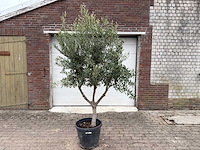 Olijfboom andalucia l - olea europaea - hoogte ca. 250 cm