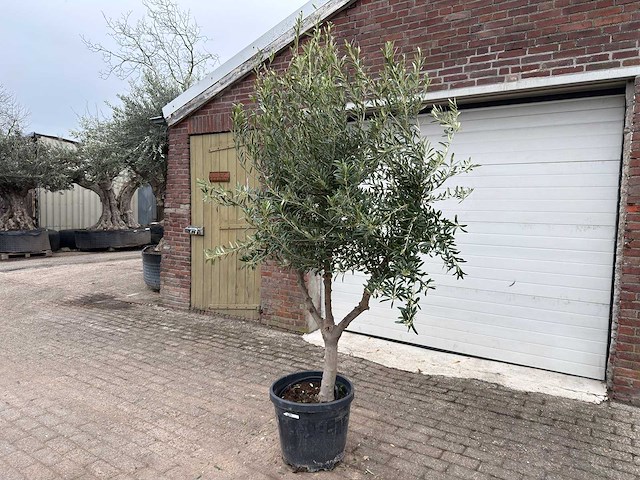 Olijfboom andalucia l - olea europaea - hoogte ca. 250 cm - afbeelding 2 van  8