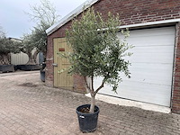 Olijfboom andalucia l - olea europaea - hoogte ca. 250 cm - afbeelding 2 van  8