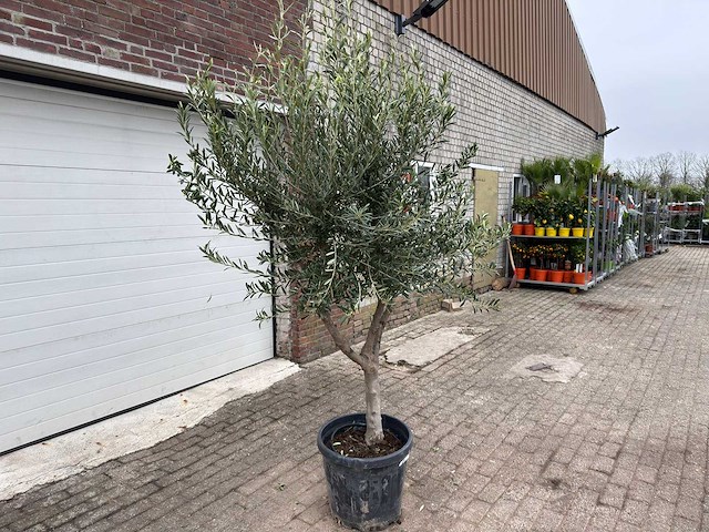 Olijfboom andalucia l - olea europaea - hoogte ca. 250 cm - afbeelding 3 van  8