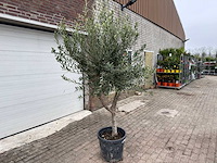 Olijfboom andalucia l - olea europaea - hoogte ca. 250 cm - afbeelding 3 van  8