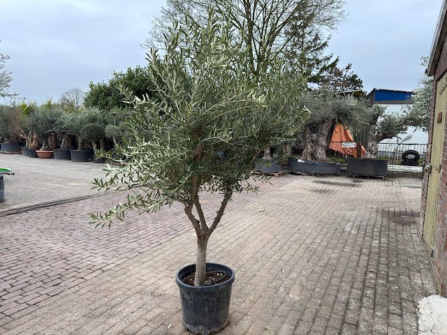 Olijfboom andalucia l - olea europaea - hoogte ca. 250 cm - afbeelding 4 van  8