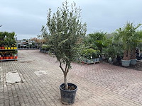 Olijfboom andalucia l - olea europaea - hoogte ca. 250 cm - afbeelding 5 van  8