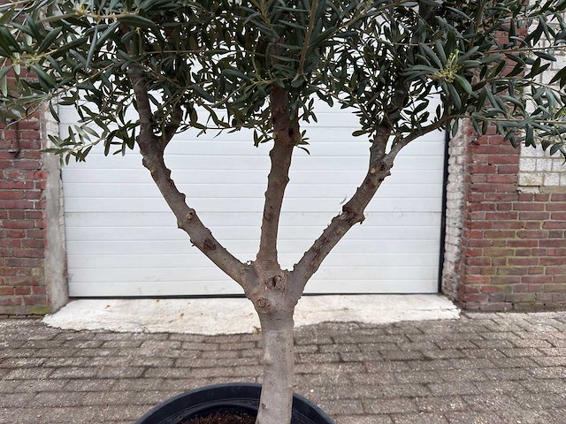 Olijfboom andalucia l - olea europaea - hoogte ca. 250 cm - afbeelding 6 van  8