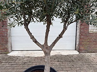 Olijfboom andalucia l - olea europaea - hoogte ca. 250 cm - afbeelding 6 van  8