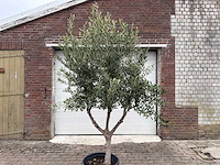 Olijfboom andalucia l - olea europaea - hoogte ca. 250 cm - afbeelding 7 van  8