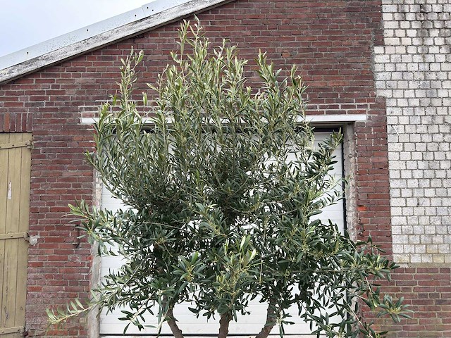 Olijfboom andalucia l - olea europaea - hoogte ca. 250 cm - afbeelding 8 van  8