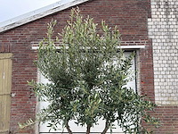 Olijfboom andalucia l - olea europaea - hoogte ca. 250 cm - afbeelding 8 van  8