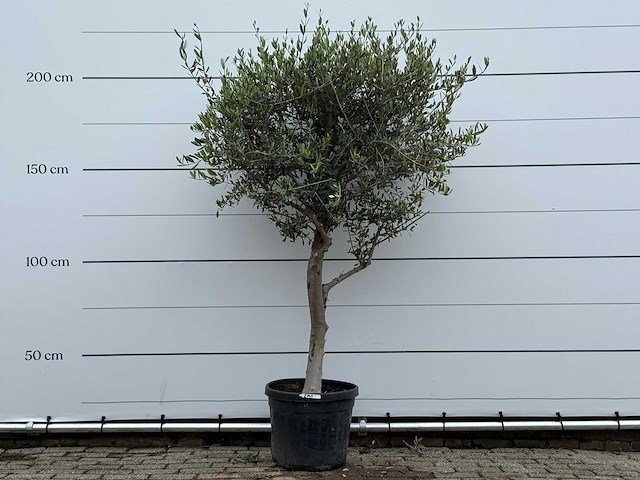 Olijfboom andalucia m - olea europaea - ca. 20 jaar oud - hoogte ca. 220 cm - afbeelding 1 van  7