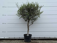 Olijfboom andalucia m - olea europaea - ca. 20 jaar oud - hoogte ca. 220 cm - afbeelding 1 van  7