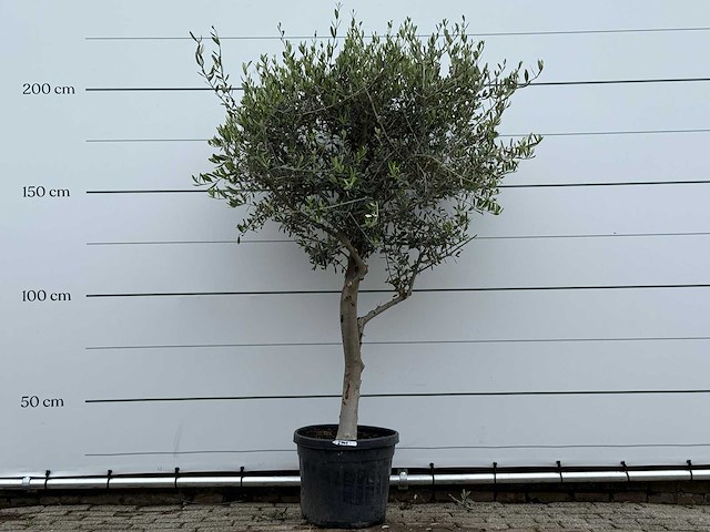Olijfboom andalucia m - olea europaea - ca. 20 jaar oud - hoogte ca. 220 cm - afbeelding 2 van  7