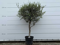 Olijfboom andalucia m - olea europaea - ca. 20 jaar oud - hoogte ca. 220 cm - afbeelding 2 van  7