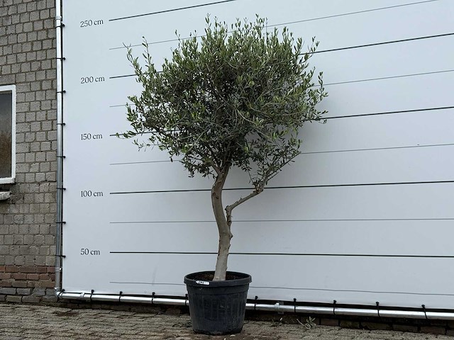 Olijfboom andalucia m - olea europaea - ca. 20 jaar oud - hoogte ca. 220 cm - afbeelding 3 van  7