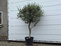 Olijfboom andalucia m - olea europaea - ca. 20 jaar oud - hoogte ca. 220 cm - afbeelding 3 van  7
