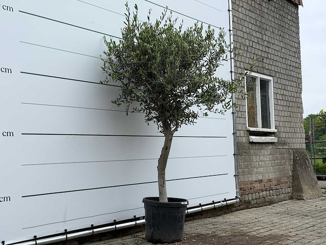 Olijfboom andalucia m - olea europaea - ca. 20 jaar oud - hoogte ca. 220 cm - afbeelding 4 van  7