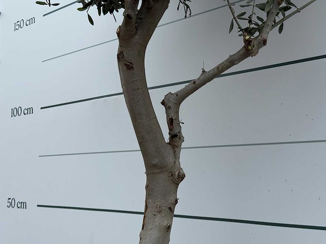 Olijfboom andalucia m - olea europaea - ca. 20 jaar oud - hoogte ca. 220 cm - afbeelding 5 van  7