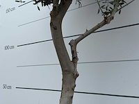 Olijfboom andalucia m - olea europaea - ca. 20 jaar oud - hoogte ca. 220 cm - afbeelding 5 van  7