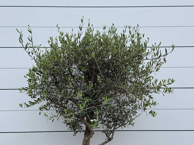 Olijfboom andalucia m - olea europaea - ca. 20 jaar oud - hoogte ca. 220 cm - afbeelding 6 van  7
