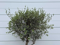Olijfboom andalucia m - olea europaea - ca. 20 jaar oud - hoogte ca. 220 cm - afbeelding 6 van  7