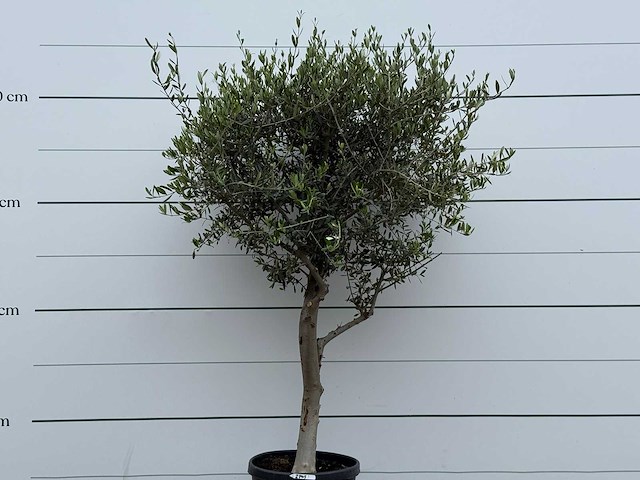 Olijfboom andalucia m - olea europaea - ca. 20 jaar oud - hoogte ca. 220 cm - afbeelding 7 van  7