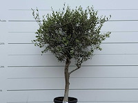 Olijfboom andalucia m - olea europaea - ca. 20 jaar oud - hoogte ca. 220 cm - afbeelding 7 van  7