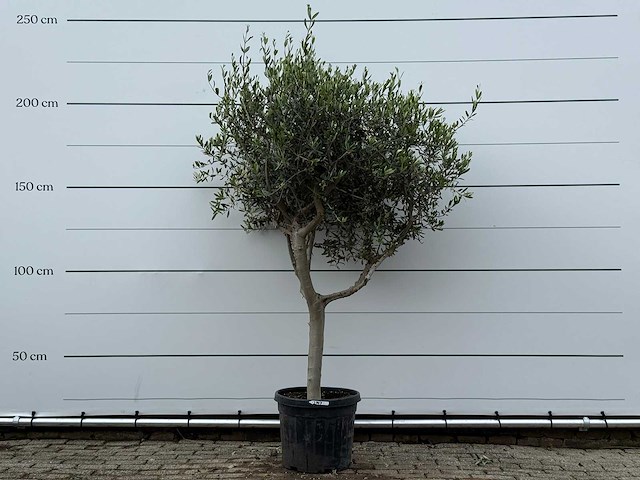 Olijfboom andalucia m - olea europaea - ca. 20 jaar oud - hoogte ca. 220 cm - afbeelding 1 van  6