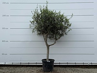 Olijfboom andalucia m - olea europaea - ca. 20 jaar oud - hoogte ca. 220 cm - afbeelding 1 van  6