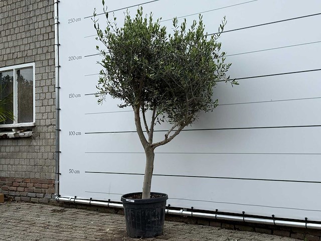 Olijfboom andalucia m - olea europaea - ca. 20 jaar oud - hoogte ca. 220 cm - afbeelding 2 van  6