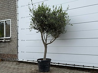 Olijfboom andalucia m - olea europaea - ca. 20 jaar oud - hoogte ca. 220 cm - afbeelding 2 van  6