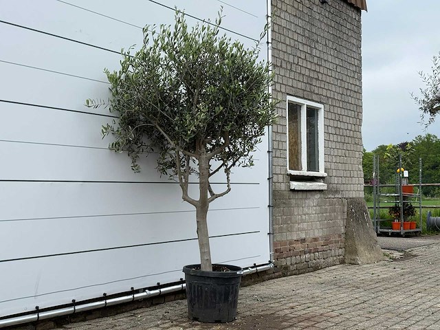 Olijfboom andalucia m - olea europaea - ca. 20 jaar oud - hoogte ca. 220 cm - afbeelding 3 van  6