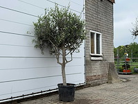 Olijfboom andalucia m - olea europaea - ca. 20 jaar oud - hoogte ca. 220 cm - afbeelding 3 van  6