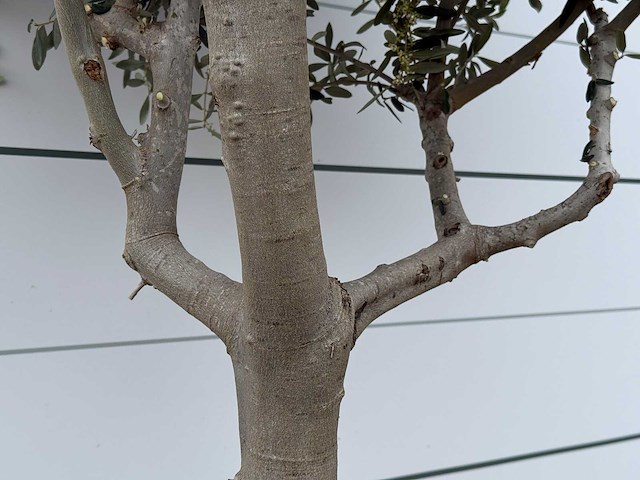 Olijfboom andalucia m - olea europaea - ca. 20 jaar oud - hoogte ca. 220 cm - afbeelding 4 van  6