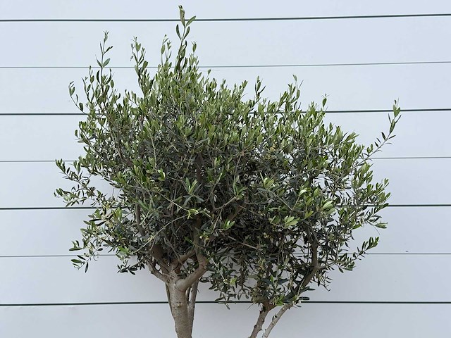 Olijfboom andalucia m - olea europaea - ca. 20 jaar oud - hoogte ca. 220 cm - afbeelding 5 van  6