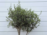 Olijfboom andalucia m - olea europaea - ca. 20 jaar oud - hoogte ca. 220 cm - afbeelding 5 van  6