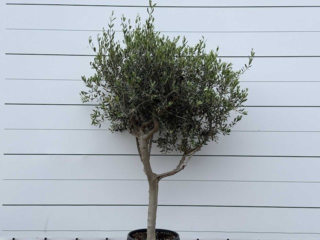 Olijfboom andalucia m - olea europaea - ca. 20 jaar oud - hoogte ca. 220 cm - afbeelding 6 van  6