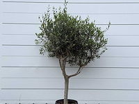 Olijfboom andalucia m - olea europaea - ca. 20 jaar oud - hoogte ca. 220 cm - afbeelding 6 van  6