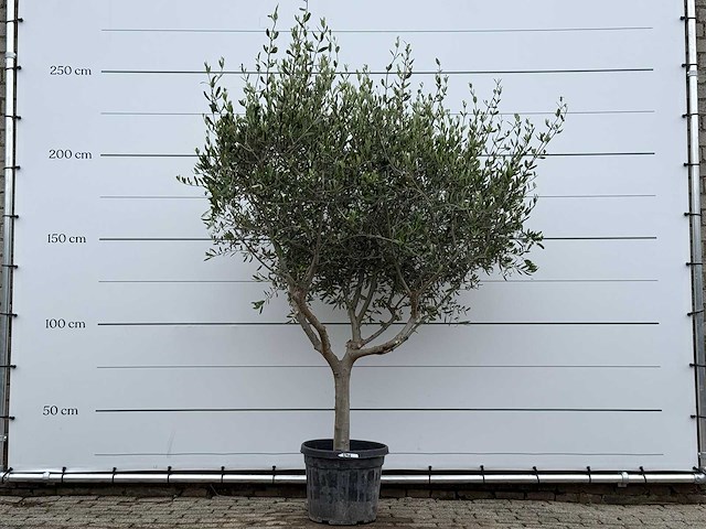 Olijfboom andalucia m - olea europaea - ca. 20 jaar oud - hoogte ca. 250 cm - afbeelding 1 van  8