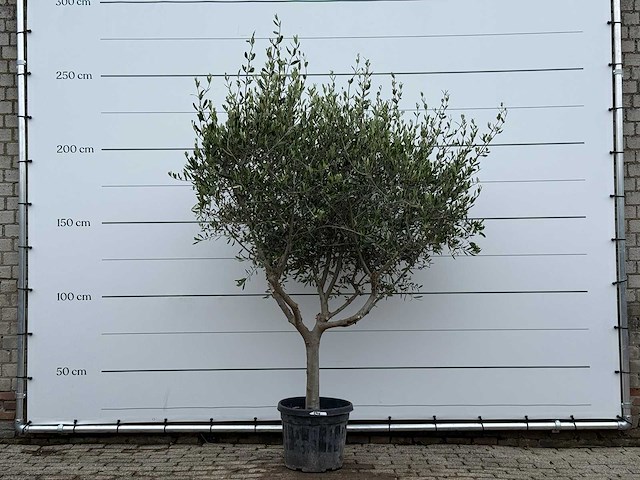 Olijfboom andalucia m - olea europaea - ca. 20 jaar oud - hoogte ca. 250 cm - afbeelding 2 van  8