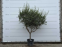 Olijfboom andalucia m - olea europaea - ca. 20 jaar oud - hoogte ca. 250 cm - afbeelding 2 van  8