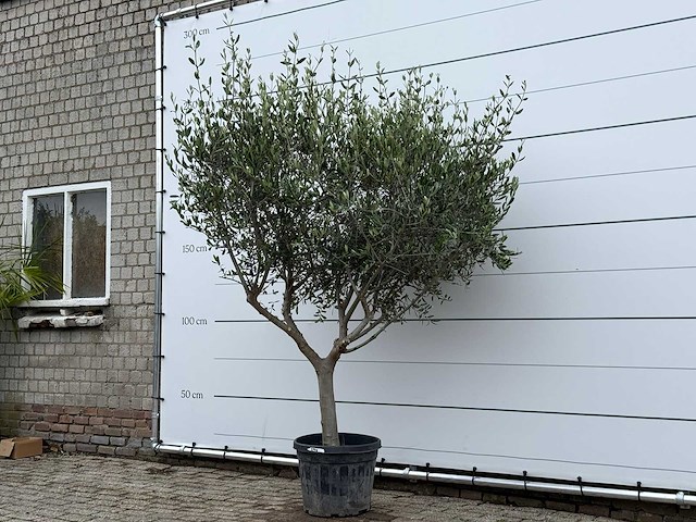 Olijfboom andalucia m - olea europaea - ca. 20 jaar oud - hoogte ca. 250 cm - afbeelding 3 van  8