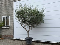 Olijfboom andalucia m - olea europaea - ca. 20 jaar oud - hoogte ca. 250 cm - afbeelding 3 van  8